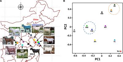 Genomic Characteristics and Selection Signatures in Indigenous Chongming White Goat (Capra hircus)